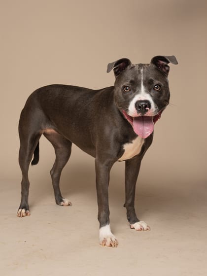 Photo of Celeste, adoptable dog in Atlanta, Georgia