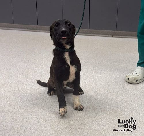 Photo of Delilah, adoptable Labrador Retriever in Washington, District of Columbia