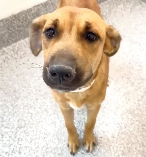 Photo of Vega, adoptable Labrador Retriever in Houston, Texas