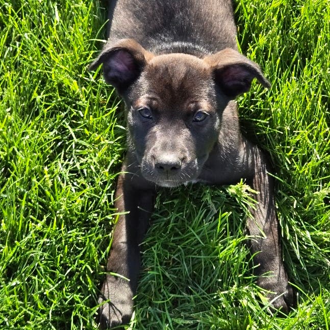 Photo of Jax, adoptable Shepherd / Retriever, Labrador in South Elgin, Illinois