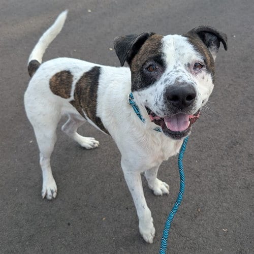 Photo of Zion, adoptable American Pit Bull Terrier in Mesa, Arizona