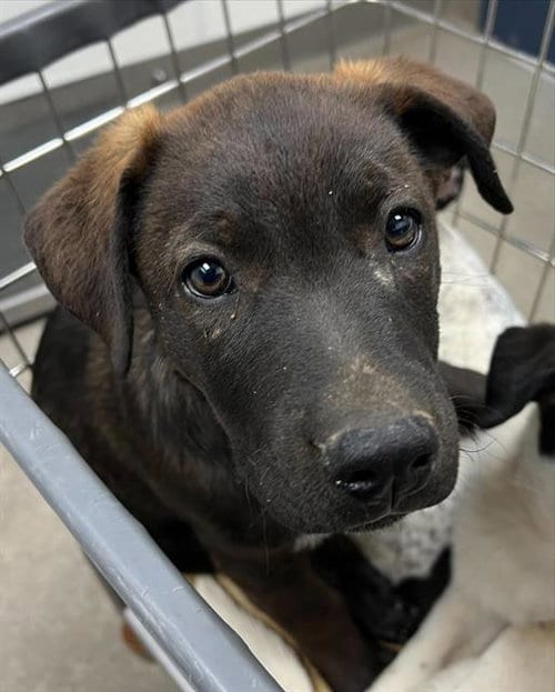 Photo of Carlo, adoptable Labrador Retriever in HESPERIA, California