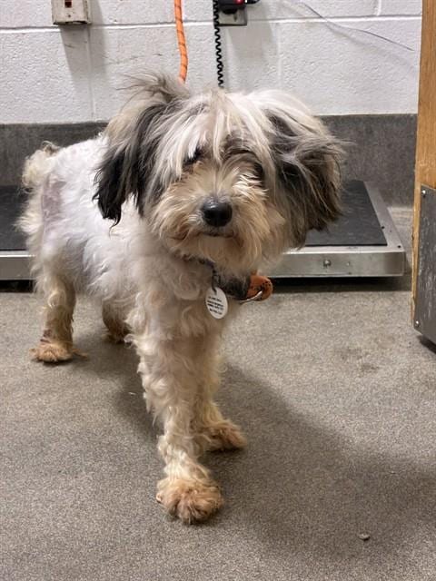 Photo of Stormy, adoptable Yorkshire Terrier Yorkie in Forestville, Maryland