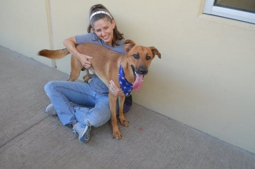 Photo of Donut, adoptable German Shepherd Dog in McKinney, Texas
