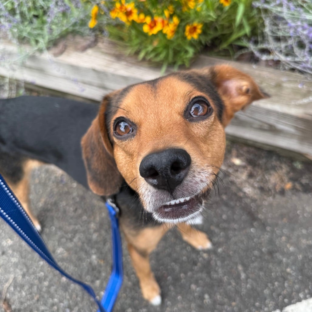 Photo of Ryder, adoptable Beagle / Mix in Fairfax Station, Virginia