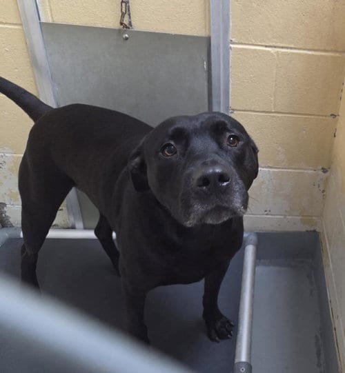 Photo of Bologna, adoptable Pit Bull Terrier in Tulsa, Oklahoma