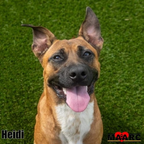 Photo of Heidi, adoptable Black Mouth Cur in Maryville, Tennessee