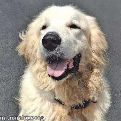 Photo of Max in NY - Eager-To-Please Cuddle Bug, adoptable Great Pyrenees in Beacon, New York