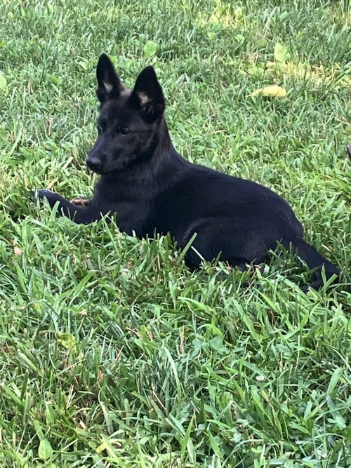 Photo of Gold 7239, adoptable German Shepherd Dog in Centreville, Virginia