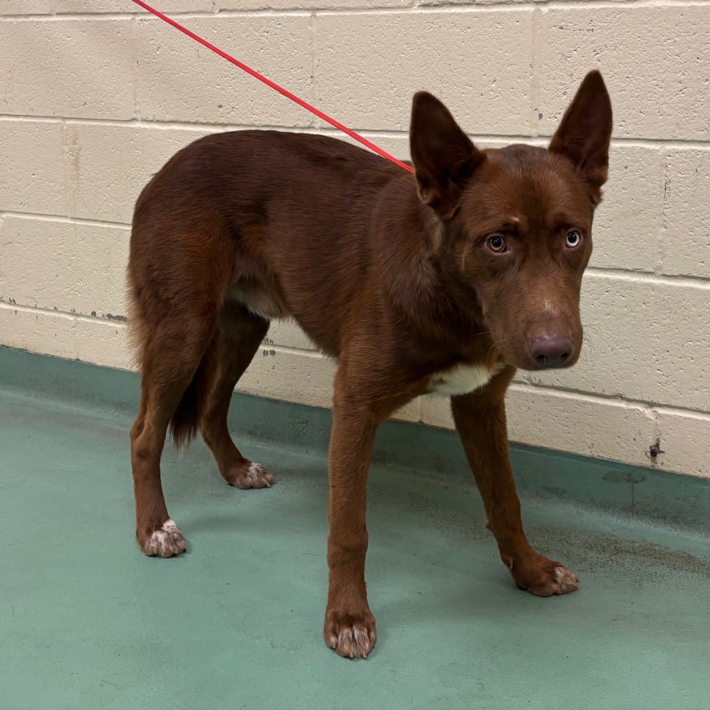 Photo of Duke, adoptable dog