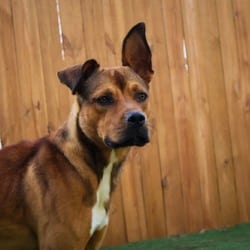 Photo of Brett JuM, adoptable Shepherd (Unknown Type) Basenji in Hartford, Connecticut