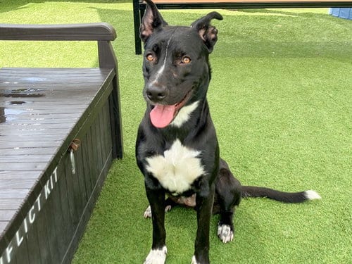 Photo of Tally, adoptable Pit Bull Terrier in Orange, California