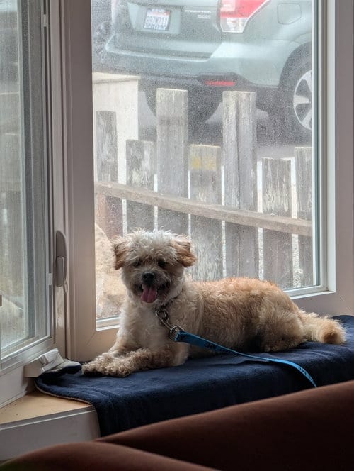 Photo of Ram, adoptable Terrier in Pacifica, California