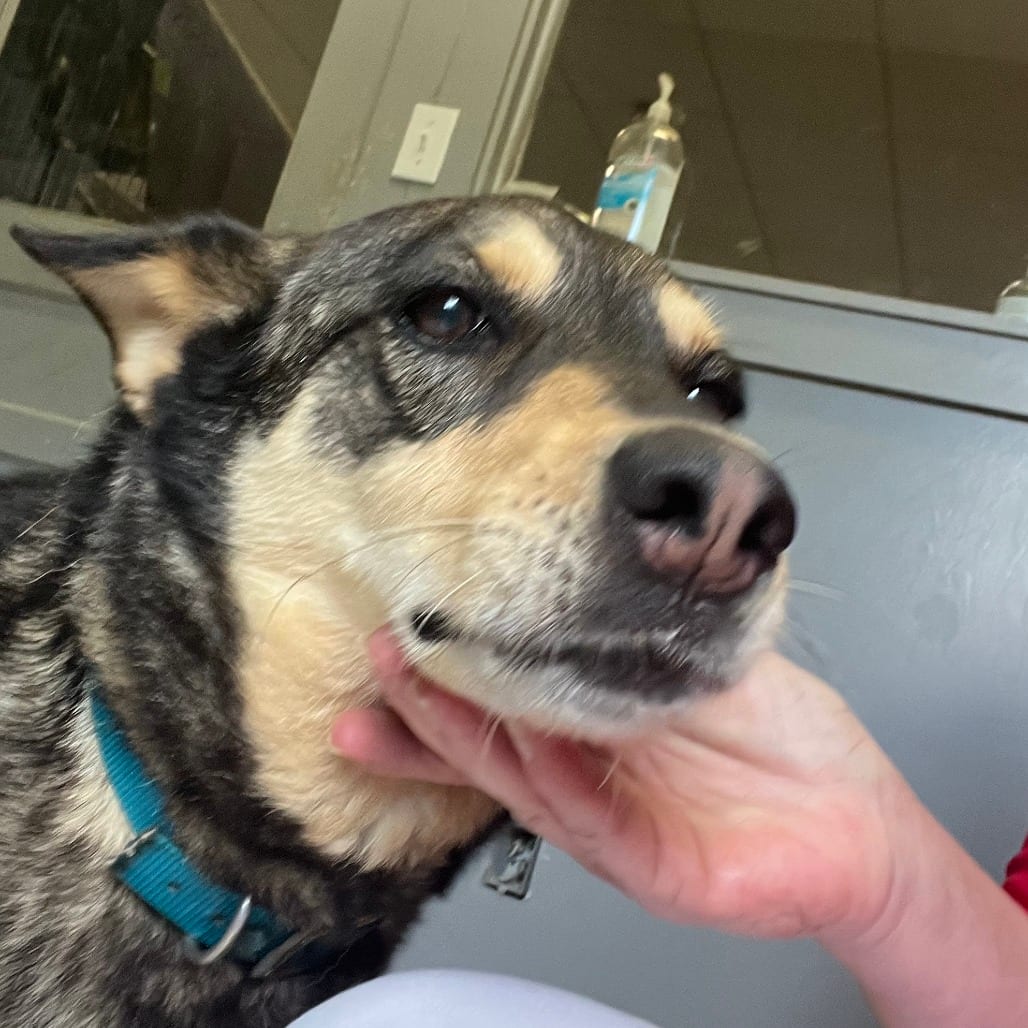 Photo of Sable, adoptable Cattle Dog / Shepherd in Potomac, Maryland