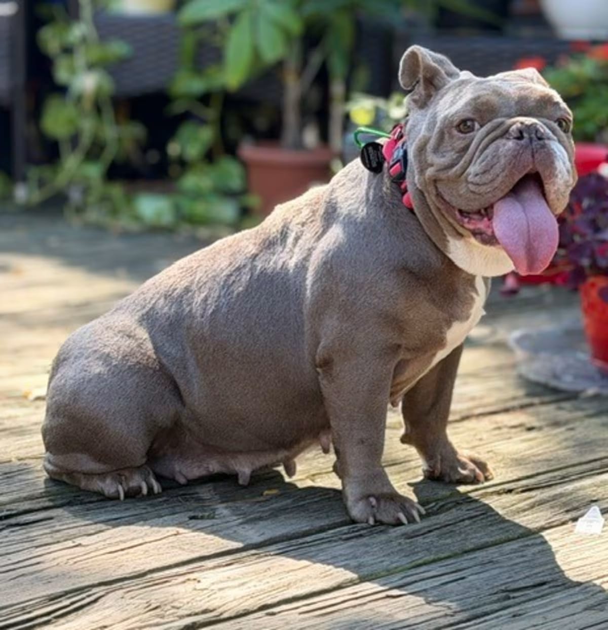 Photo of Philly Cheesesteak, adoptable American Bulldog in New York, New York