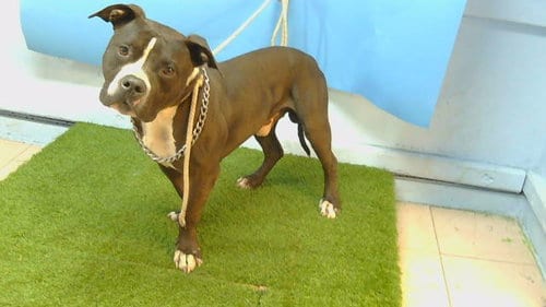 Photo of Seth, adoptable Pit Bull Terrier in Gardena, California