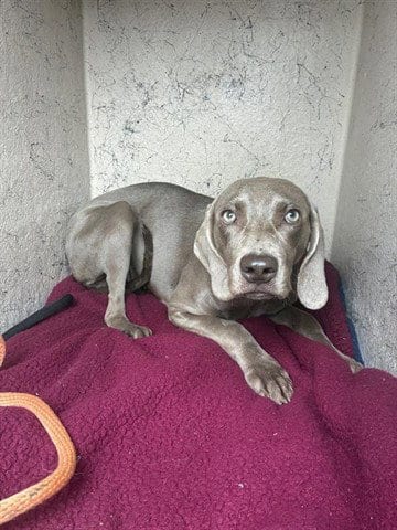 Photo of Adelaide, adoptable Weimaraner in Salinas, California