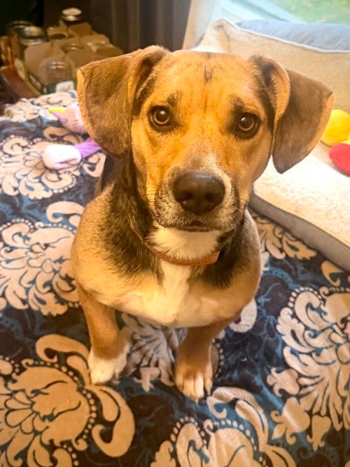 Photo of Wiggles, adoptable Beagle in Anchorage, Alaska
