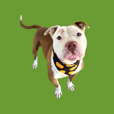 Photo of Toodles, adoptable Pit Bull Terrier in Bakersfield, California