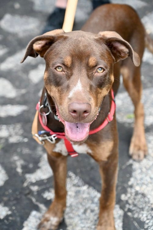 Photo of Della, adoptable Labrador Retriever in Wakefield, Rhode Island