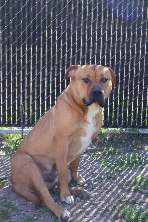 Photo of Bruno, adoptable Unknown breed (short coat) in Alta Loma, California