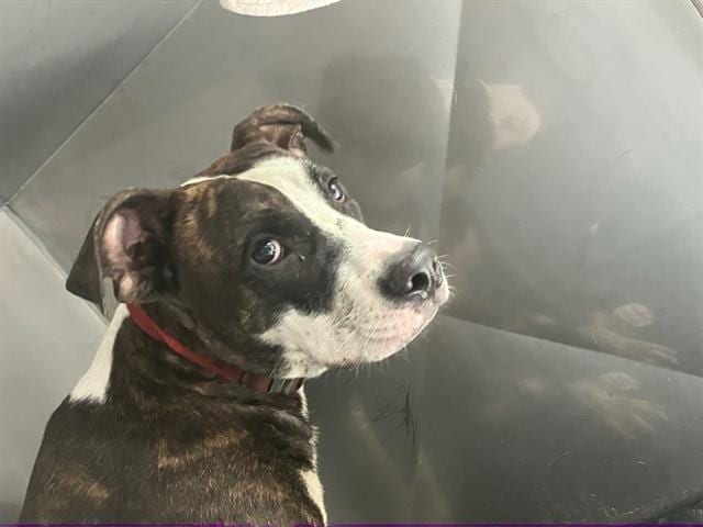 Photo of Draco, adoptable Mixed Breed