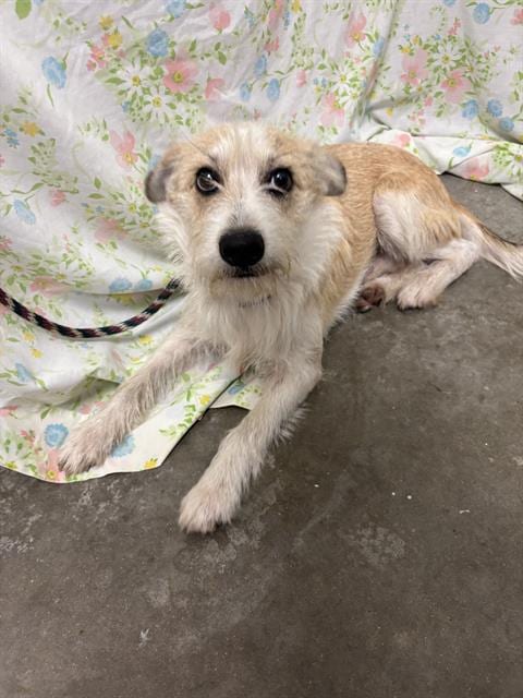 Photo of Robert, adoptable Parson Russell Terrier in Rosenberg, Texas