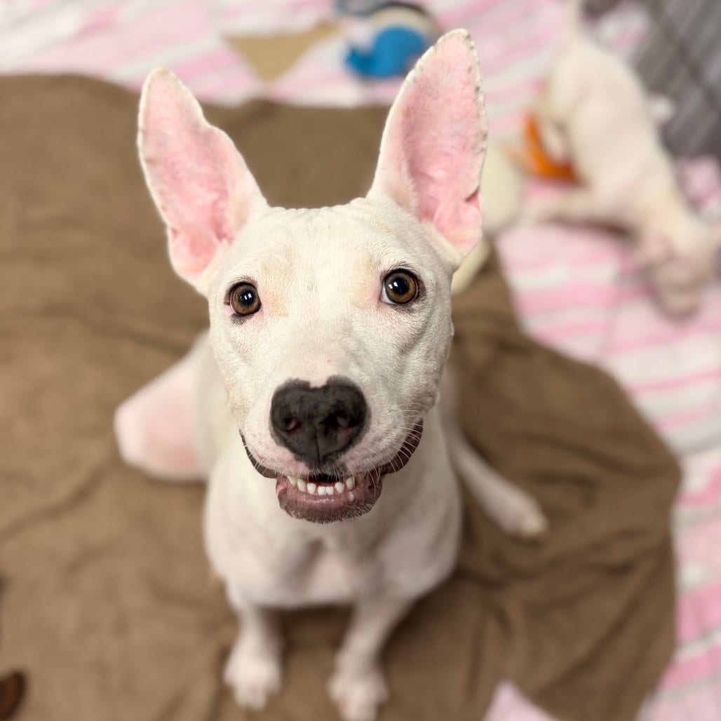 Photo of Emmy, adoptable Mixed Breed (Medium) in Columbus, Georgia