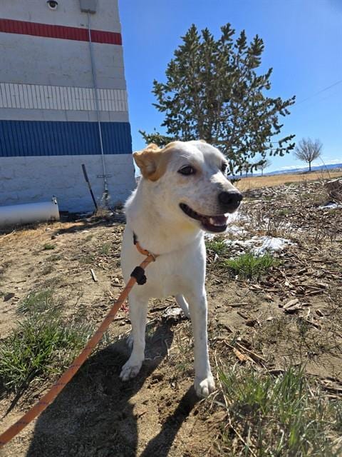 Photo of Rufus, adoptable Australian Cattle Dog/Blue Heeler in Casper, Wyoming