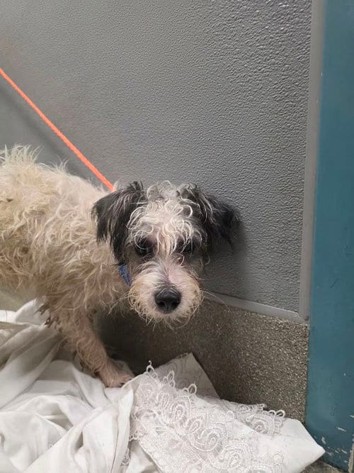 Photo of Pluto, adoptable Terrier in Las Vegas, Nevada