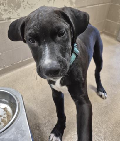 Photo of Fresh Prints, adoptable Pit Bull Terrier in Decatur, Illinois