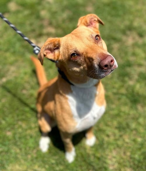 Photo of Madeline, adoptable Pit Bull Terrier in Evansville, Indiana