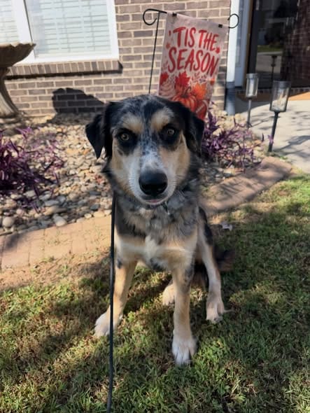 Photo of Fable, adoptable Australian Shepherd in Greenville, South Carolina