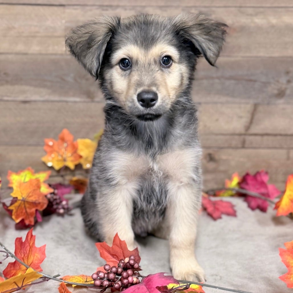 Photo of Bertrum, adoptable Mixed Breed (Large) in Medford, Oregon