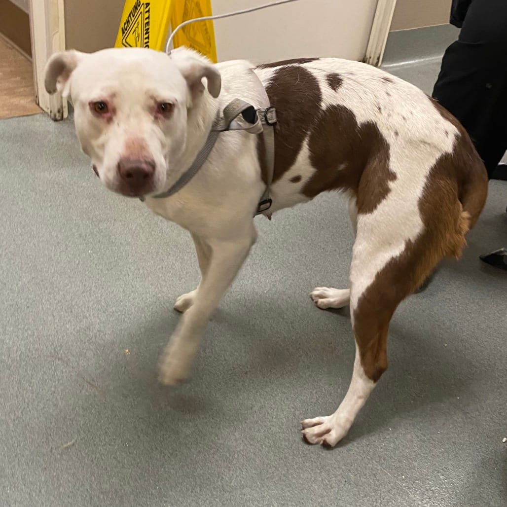 Photo of Glee, adoptable Terrier, Pit Bull in Westminster, California