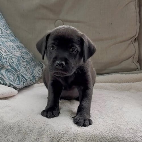 Photo of Princess Pup Kristoff, adoptable Labrador Retriever in Chantilly, Virginia