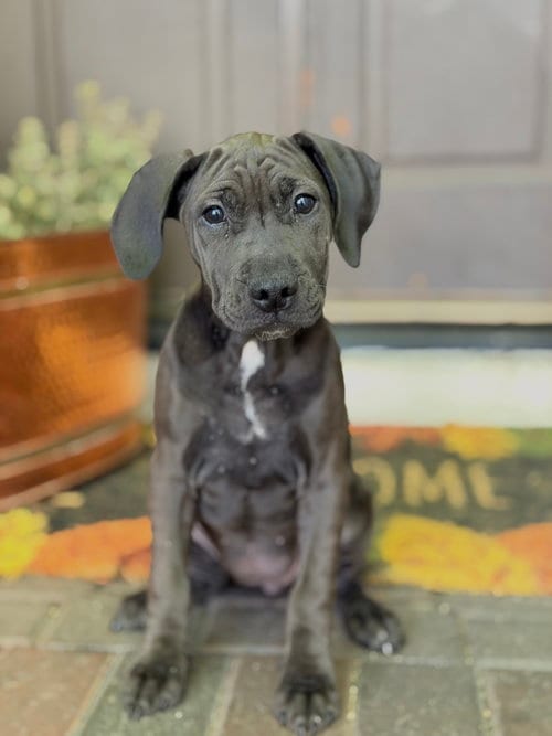 Photo of Dahlia, adoptable Golden Retriever in ROSEVILLE, California