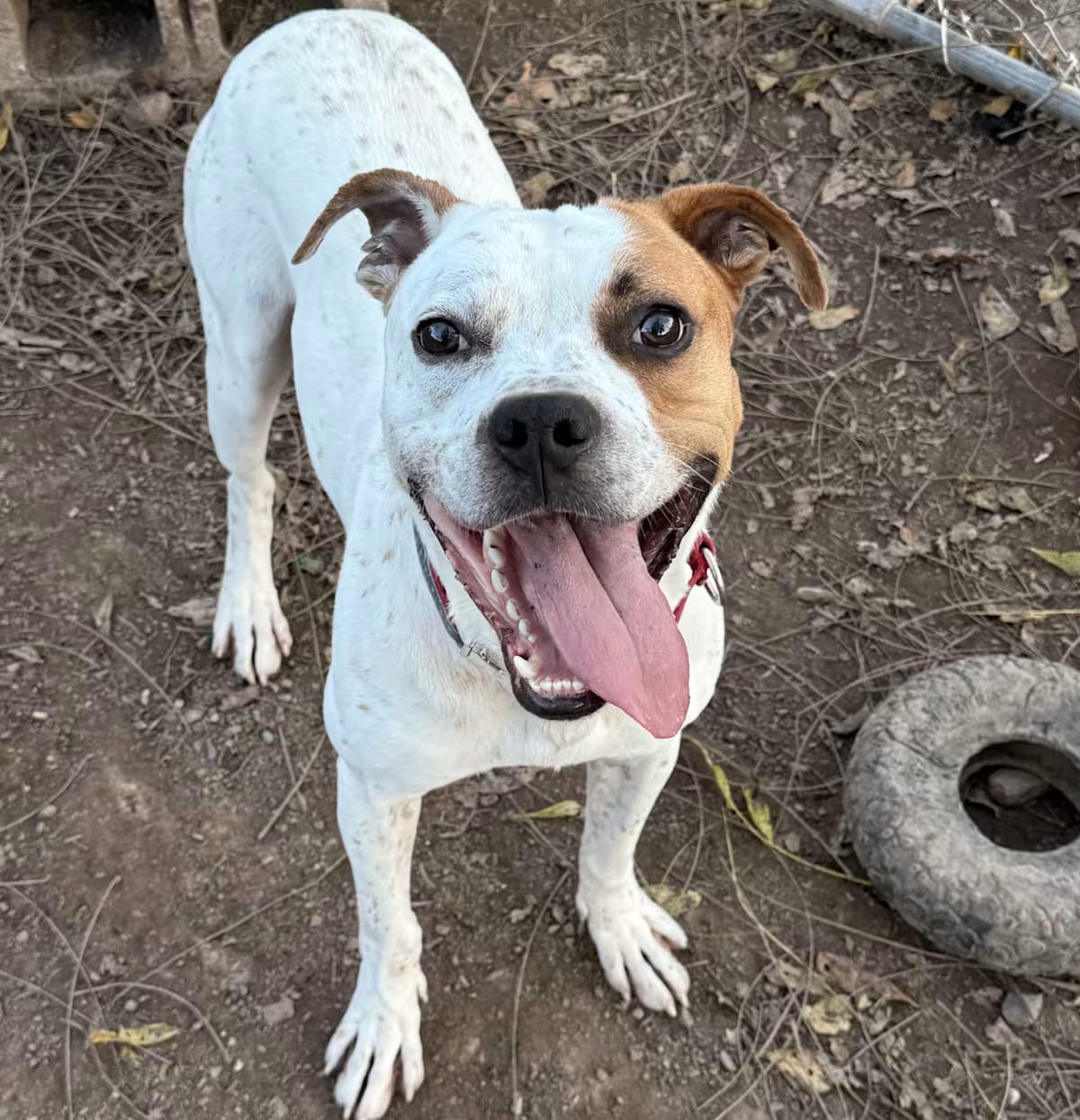 Photo of Brutus, adoptable Boxer/Mixed Breed (Large) in Pottstown, Pennsylvania