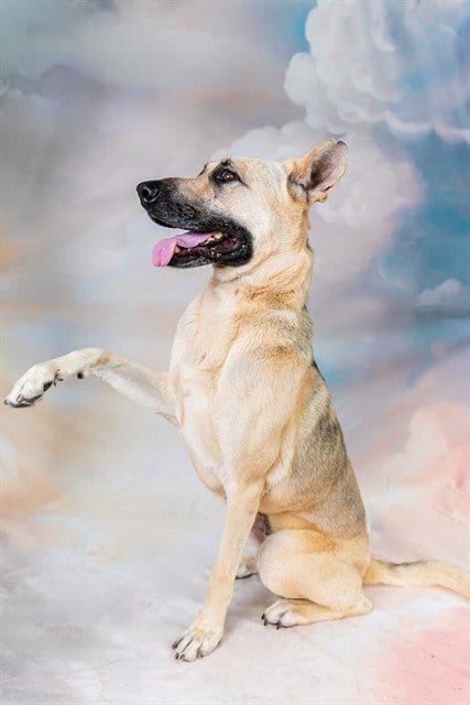 Photo of Quinn, adoptable German Shepherd Dog in Baldwin Park, California