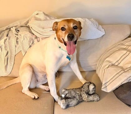 Photo of Peony, adoptable dog in Chamblee, Georgia