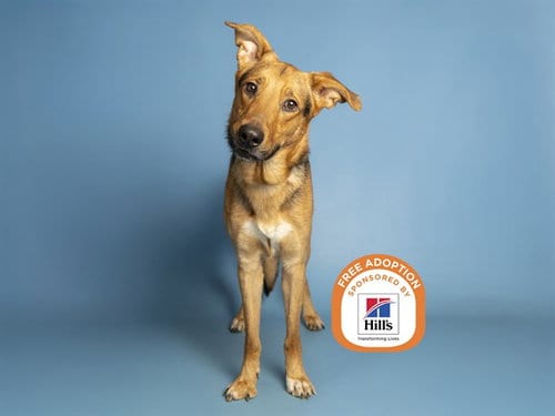 Photo of Pup Cup, adoptable German Shepherd Dog in Phoenix, Arizona