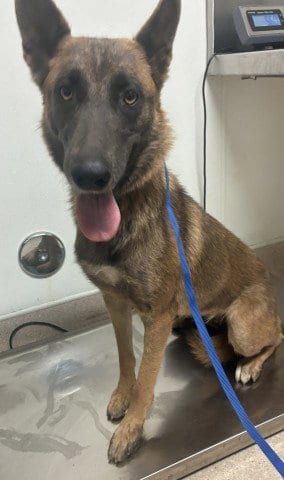 Photo of Lovey, adoptable Belgian Shepherd Malinois in Bakersfield, California