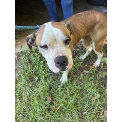 Photo of Asia, adoptable Boxer in Brooksville, Florida