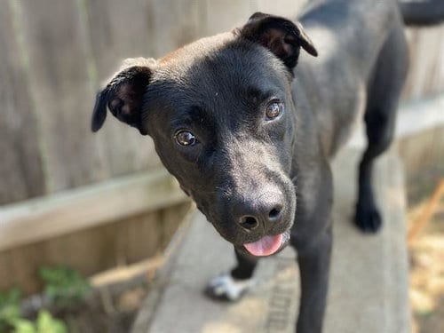 Photo of Millie, adoptable Labrador Retriever in Waco, Texas