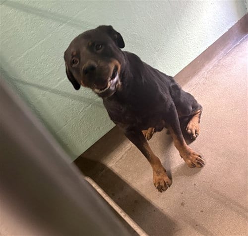 Photo of Moco, adoptable Rottweiler in Chatsworth, California