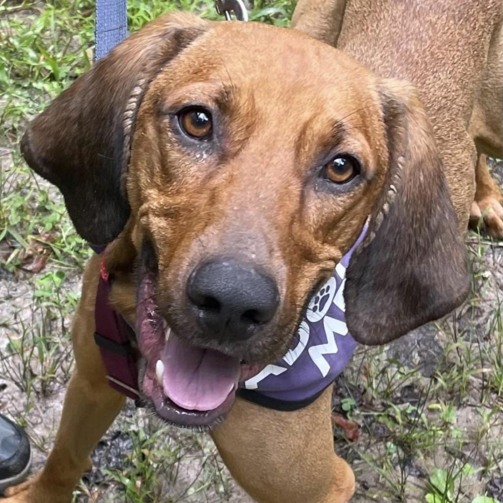 Photo of Bart, adoptable Mixed Breed (Large)