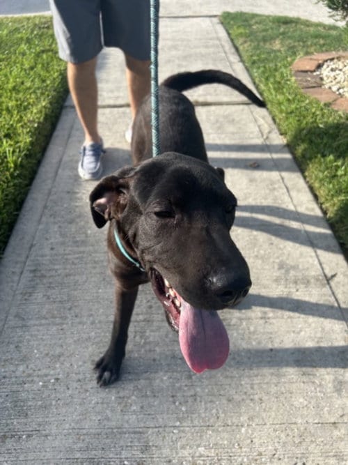 Photo of Bodhi, adoptable Labrador Retriever in Houston, Texas