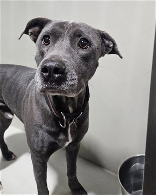 Photo of Luke, adoptable Pit Bull Terrier in Bakersfield, California