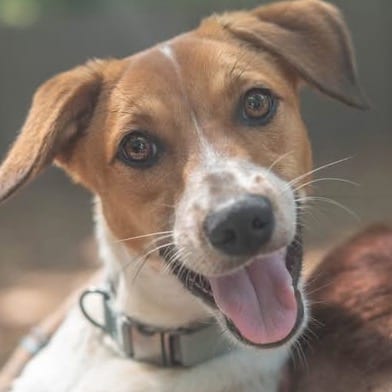 Photo of Miklo Velka, adoptable Mixed Breed (Medium) in Decatur, Georgia