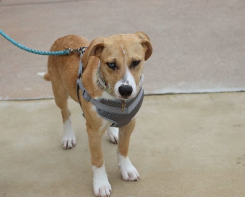 Photo of Sage Kat, adoptable Labrador Retriever in Pflugerville, Texas